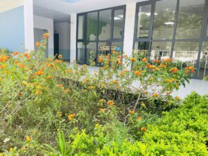 Quang cảnh tràn ngập cây xanh và ánh sáng của trường tiểu học Nguyễn Khuyến